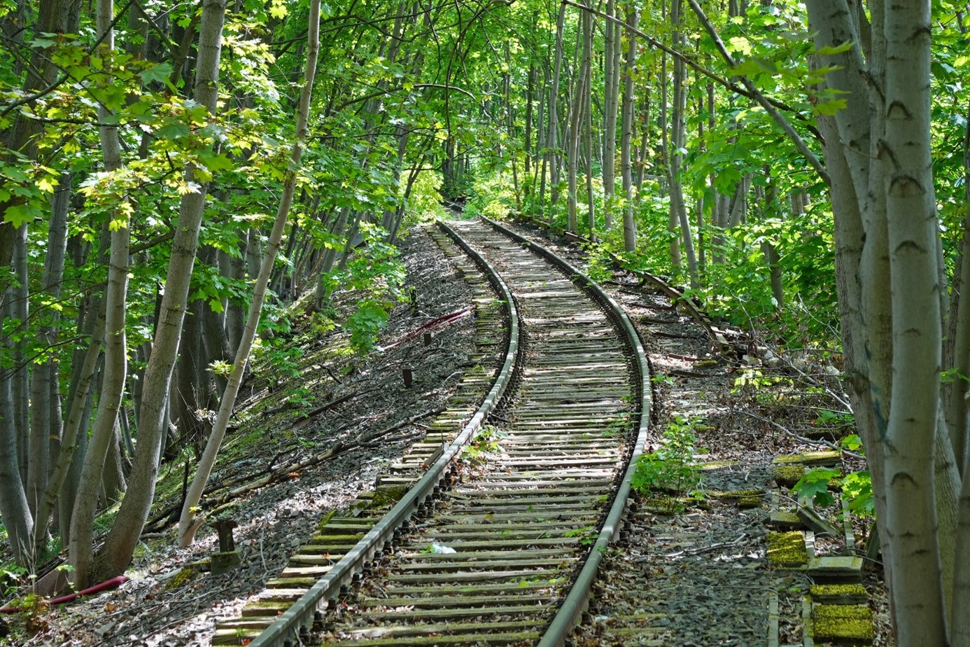 Bahndamm mit verfallendem Gleis, das durch einen Wald führt